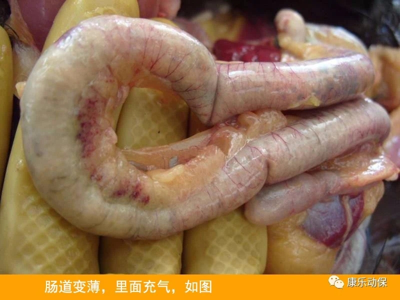 霉菌毒素降解酶 養殖健康的新防線